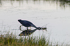 grey heron