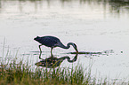 grey heron