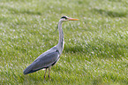 grey heron