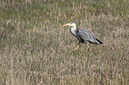 grey heron