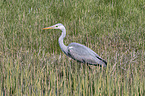 grey heron