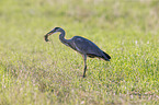 grey heron