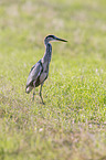 grey heron