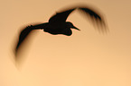 grey heron