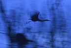grey heron
