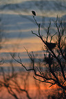grey heron