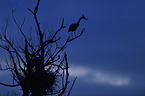grey heron