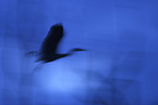 grey heron