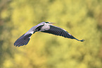 grey heron