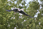 grey heron