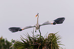 grey heron