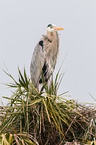 grey heron