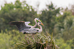 grey heron