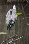 grey heron
