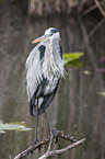 grey heron