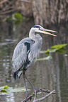 grey heron