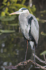 grey heron