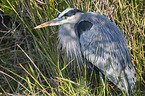 grey heron