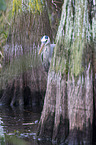 grey heron