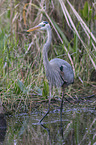 grey heron