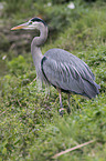 grey heron