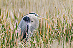 grey heron