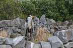 grey heron