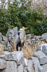 grey heron