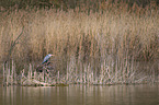Grey Heron