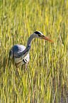 grey heron