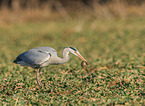 grey heron