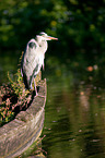 grey heron