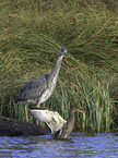 grey heron and mallard