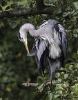 grey heron
