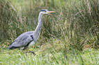 grey heron
