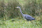 grey heron