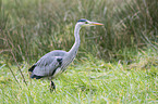 grey heron