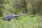 grey heron