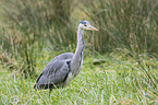 grey heron