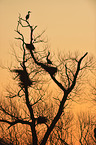 grey herons