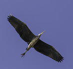 grey heron