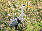 grey heron