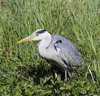 grey heron