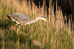 grey heron