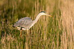 grey heron