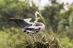 grey heron