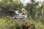 grey heron