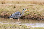 grey heron