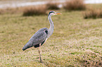 grey heron