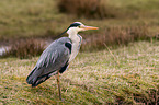 grey heron